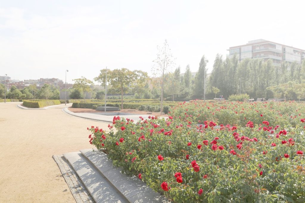 A bed of red flowers in the Geometric Gardens